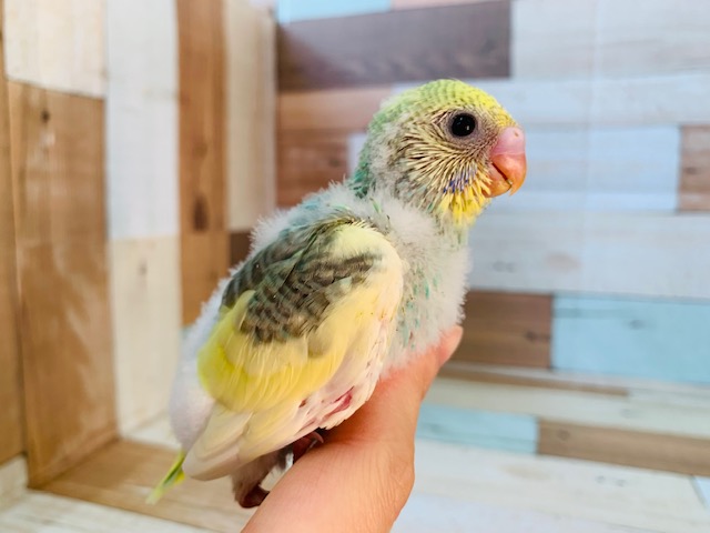 セキセイインコ