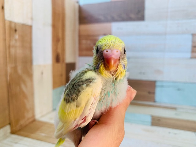 セキセイインコ