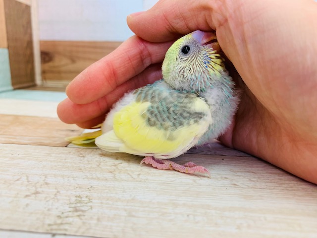 セキセイインコ