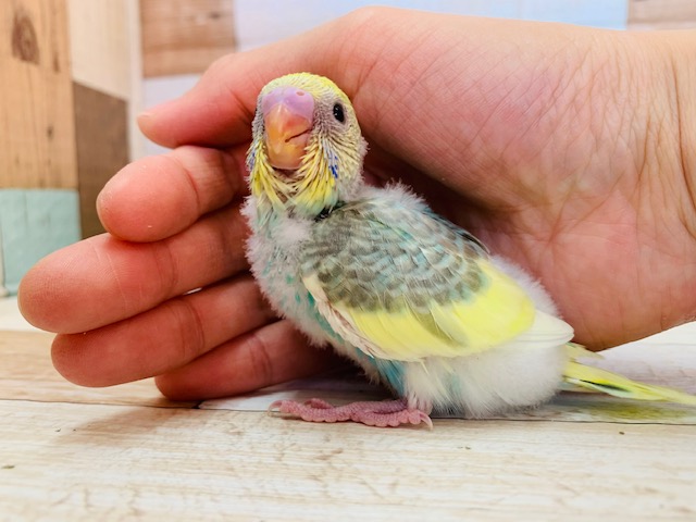 セキセイインコ