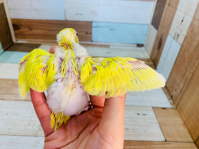 セキセイインコ