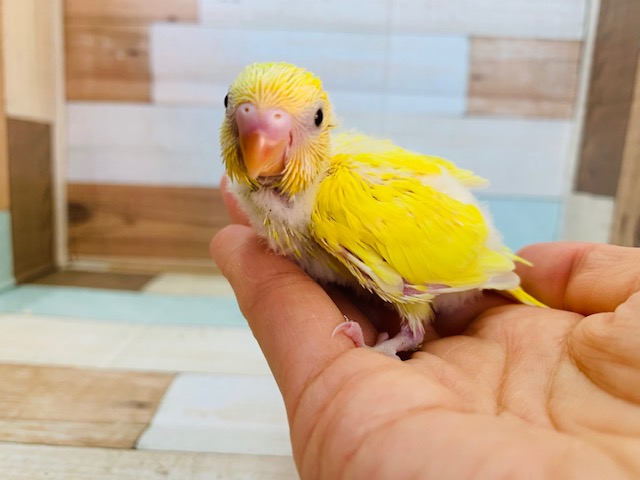 セキセイインコ