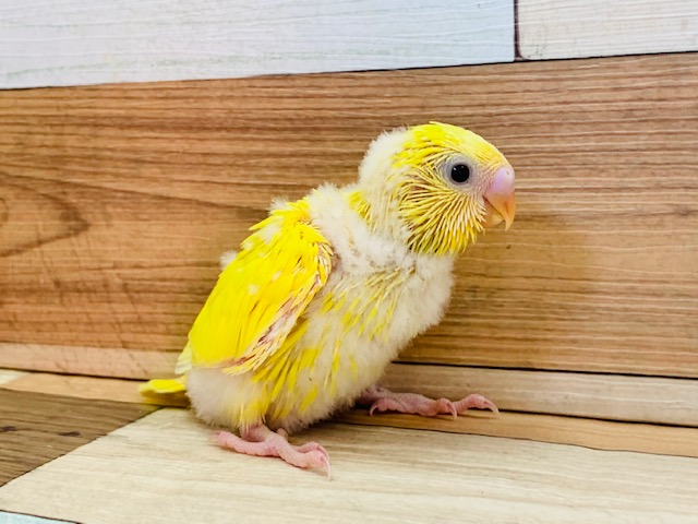 セキセイインコ