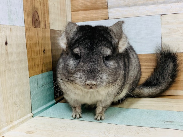 チンチラ