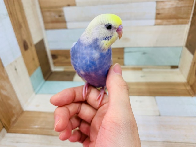 画像更新!!美カラー☆セキセイインコ レインボーパイド~~ セキセイインコ
