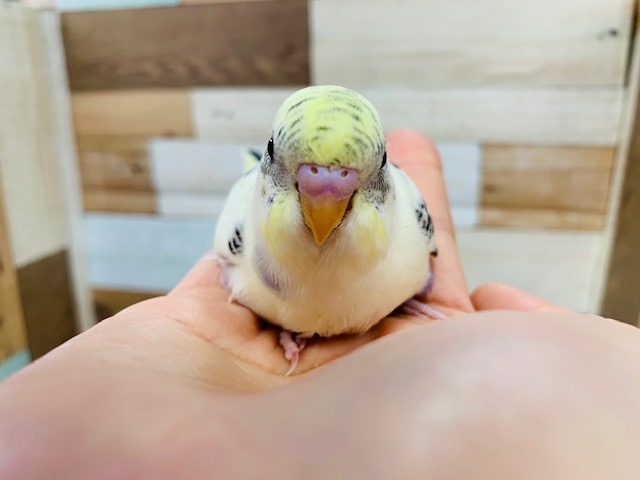 セキセイインコ