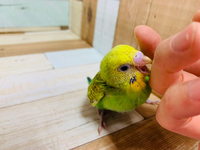 セキセイインコ