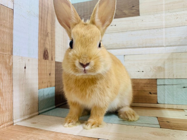 ドワーフラビット