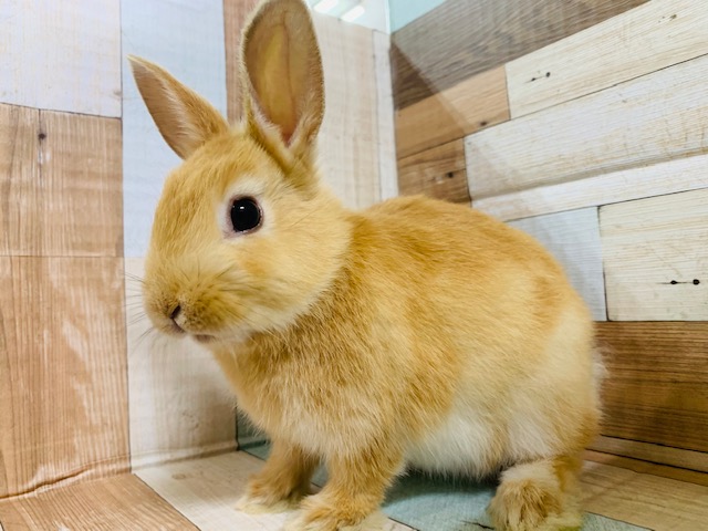 ドワーフラビット