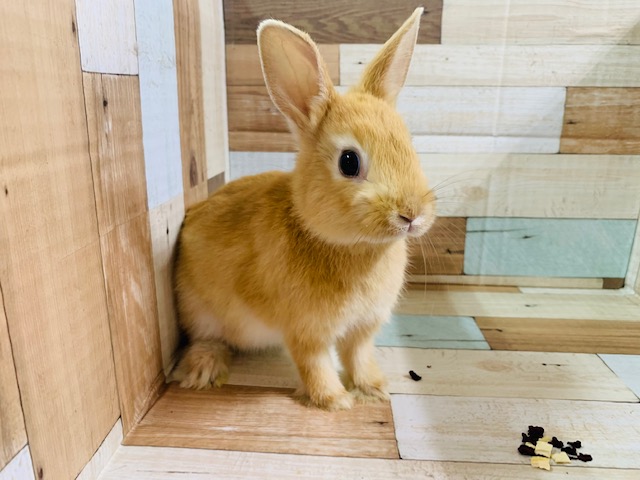 ドワーフラビット