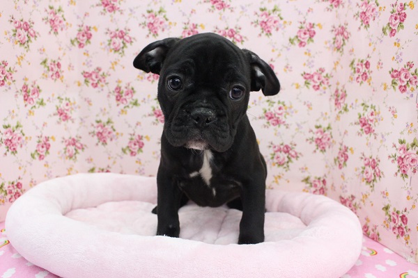 フレンチブルドッグ