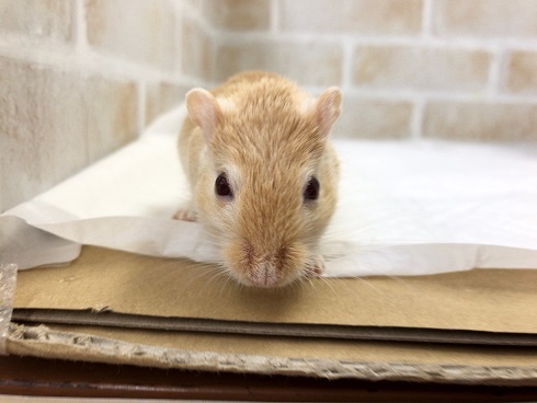 カラージャービル（スナネズミ）