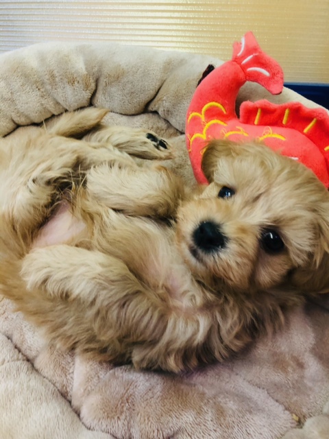 最新動画更新!僕を見てよ!甘えん坊なマルプーいるよ マルプー