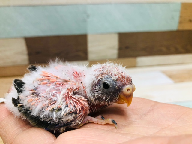 アキクサインコ（秋草インコ）