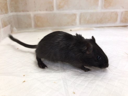 カラージャービル（スナネズミ）