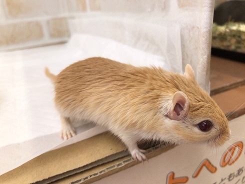 カラージャービル（スナネズミ）