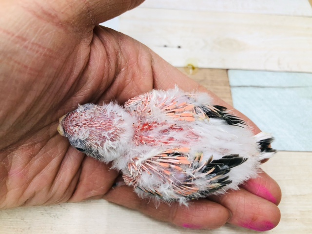 アキクサインコ（秋草インコ）