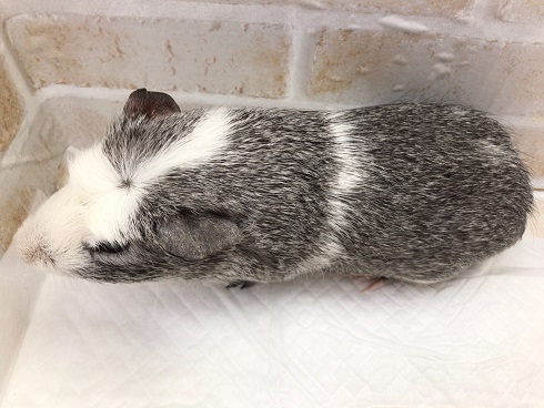 クレステッドモルモット