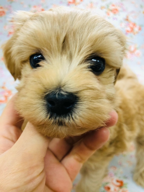 最新動画更新!僕を見てよ!甘えん坊なマルプーいるよ マルプー