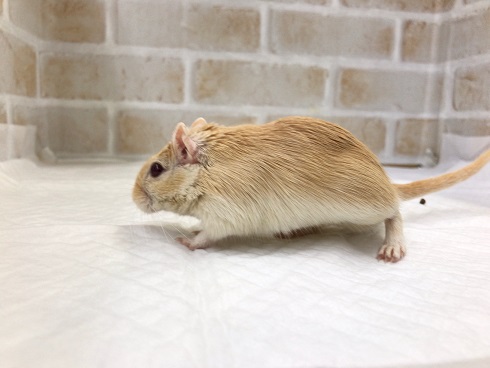 カラージャービル（スナネズミ）