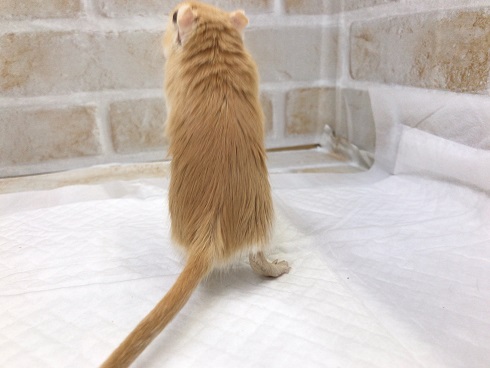 カラージャービル（スナネズミ）