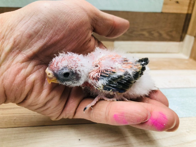 アキクサインコ（秋草インコ）