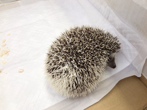 ハリネズミ（ヨツユビハリネズミ）