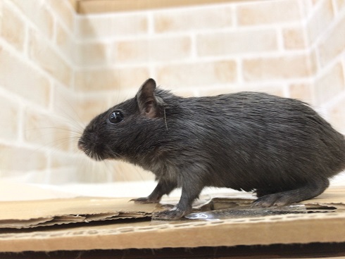 カラージャービル（スナネズミ）