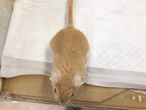 カラージャービル（スナネズミ）