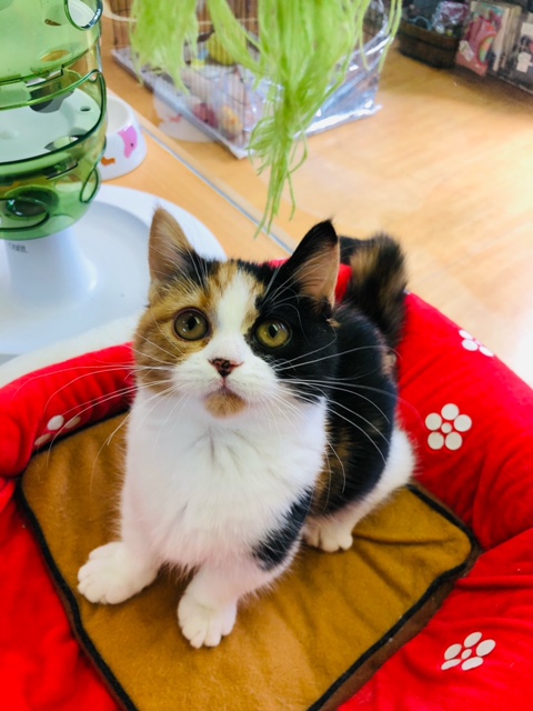 マイペースが加速中!三毛猫マンチカンちゃん✩.*˚ マンチカン