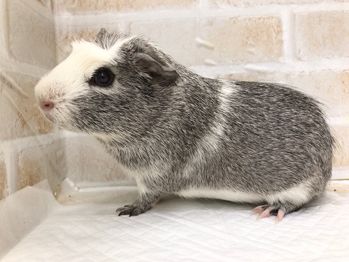 クレステッドモルモット