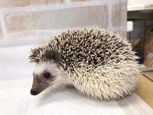 ハリネズミ（ヨツユビハリネズミ）