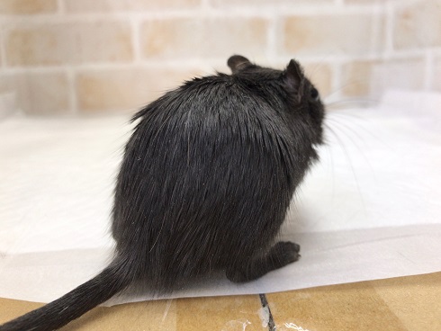 カラージャービル（スナネズミ）