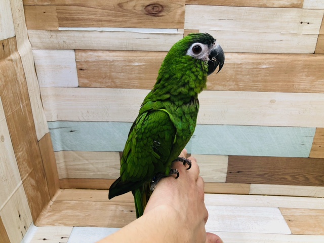 コミドリコンゴウインコ