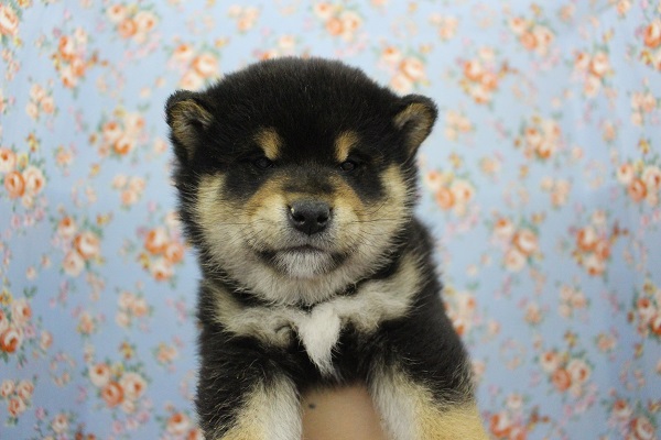 むっくむく赤ちゃん☆豆柴犬・男の子! 豆柴