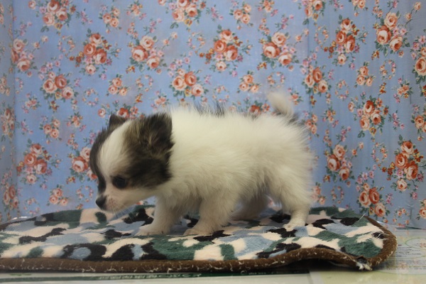 ポメチー（ポメチワ）