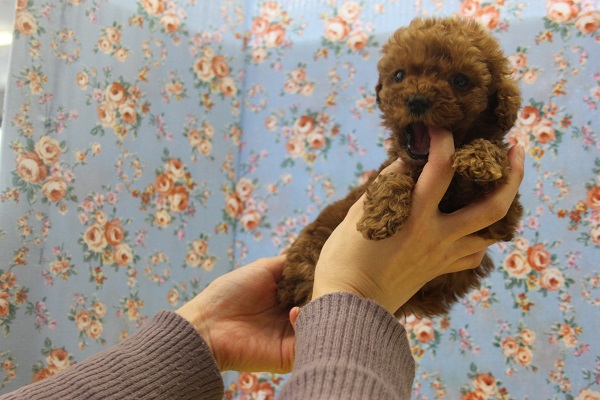 トイプードル