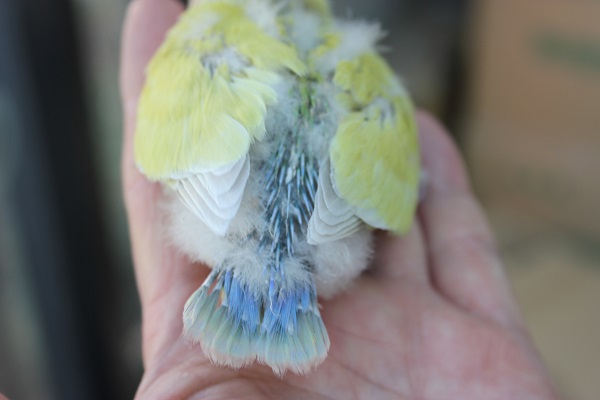 コザクラインコ（小桜インコ）