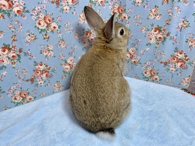 ネザーランドドワーフ