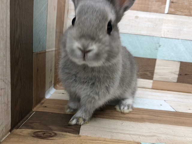 ネザーランドドワーフ