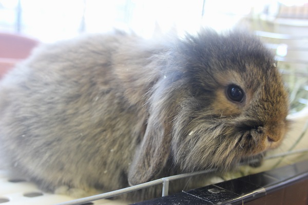 ロップイヤーラビット