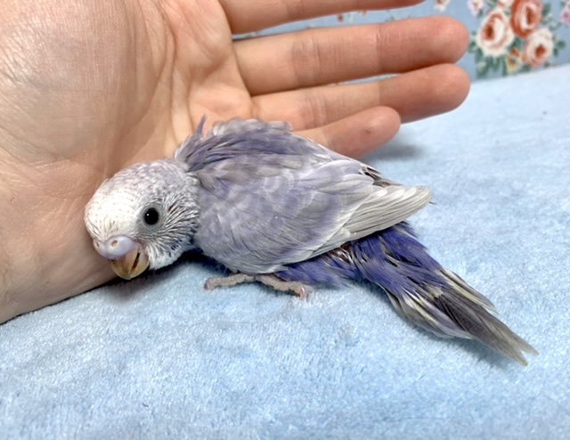 セキセイインコ ライラック 2月2日 セキセイインコ