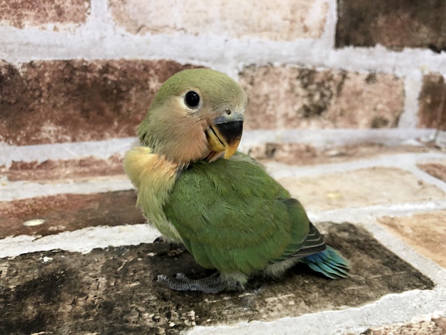 コザクラインコ（小桜インコ）