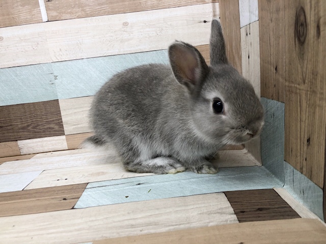 ネザーランドドワーフ