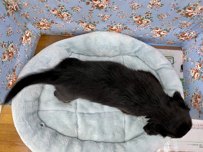 ミニチュアダックス