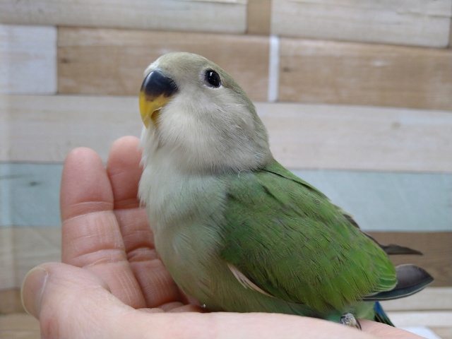 コザクラインコ（小桜インコ）