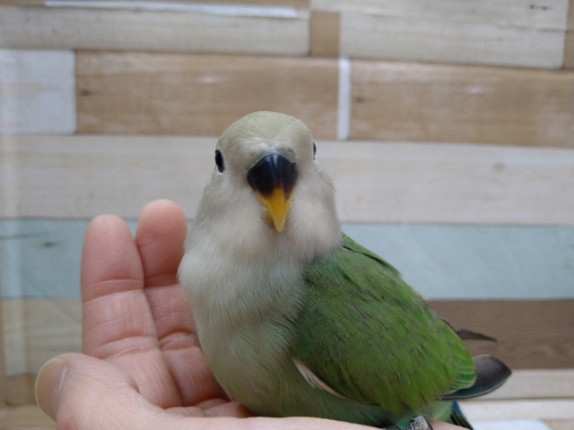 コザクラインコ（小桜インコ）