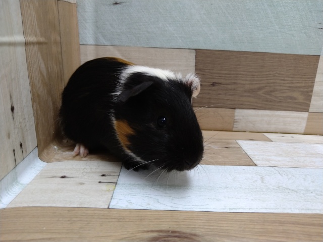 イングリッシュモルモット