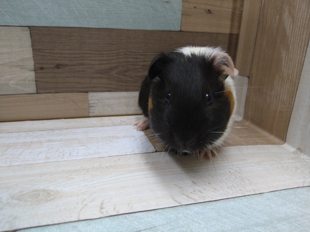 イングリッシュモルモット