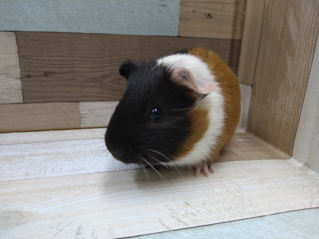 イングリッシュモルモット